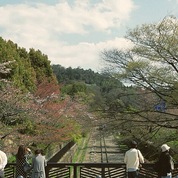 京都벚꽃거리2