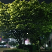 밤나무