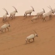사막에 서식하는 양떼