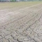 극심한 봄가뭄으로 조선족촌 벼농사에 '비상'