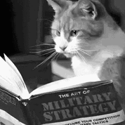 공부하는 고양이