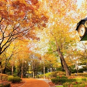도산공원의 가을풍경
