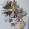 모아산 군대버섯