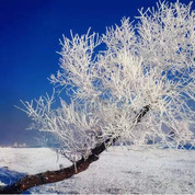 아름다운 길림성 - 겨울 눈풍경(3)