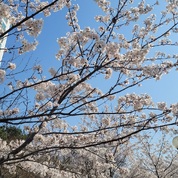 한국에 꽃들~