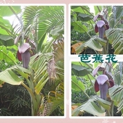 Ba Jiao 꽃 - 빠나나의 일종