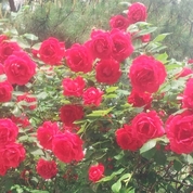 3종 장미꽃(蔷薇，月季，玫瑰）