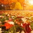 가을의 사랑